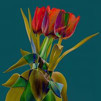tulip different