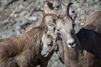 Vader geit beschermt familie