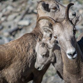 Dad protecting goat family sur Milou Mouchart