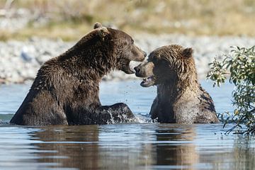 Vechtende grizzly beren sur Menno Schaefer