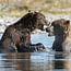 Katmai National Park