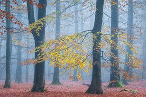 Letzte Herbstblätter