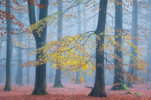 Last Autumn Leaves by Jurjen Veerman