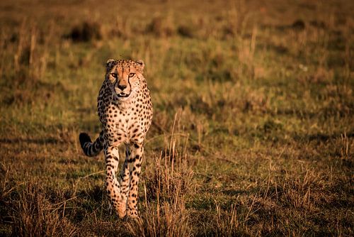 Cheetah in zonsondergang van Simone Janssen
