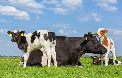 Black and white mother cow and group of newborn calves together in meadow