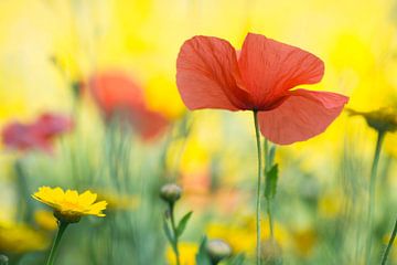 Red Poppy Sun | Nature Photography