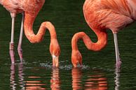Flamingo's bij het ontbijt van Uwe Ulrich Grün thumbnail