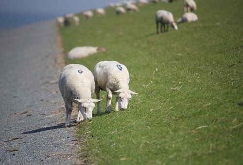 Schapen op de dijk