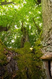Oude linde overgroeid met mos van Holger W. Spieker