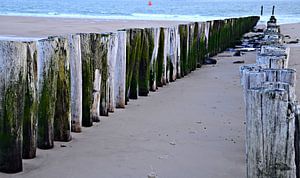 Têtes d'échasses sur la plage de Vlissingen