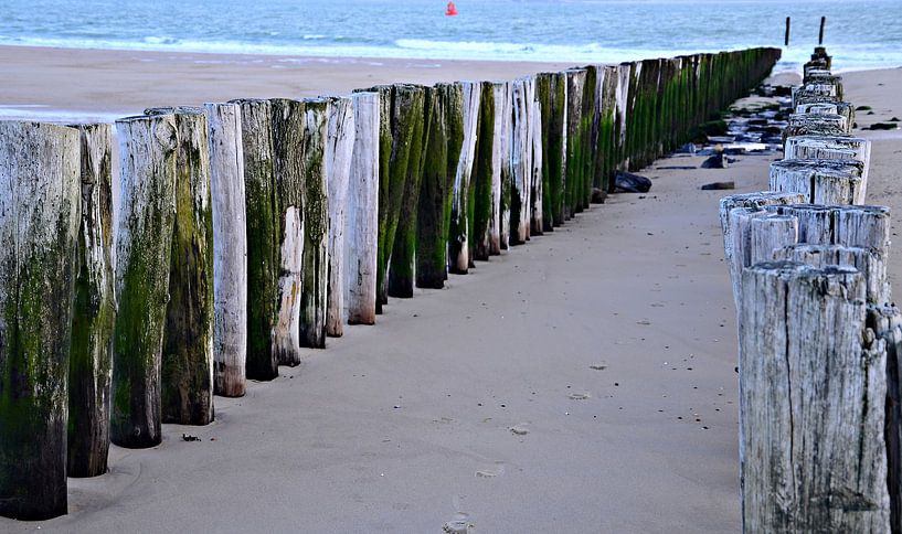 Heads of stilts at Vlissingen beach by Jessica Berendsen