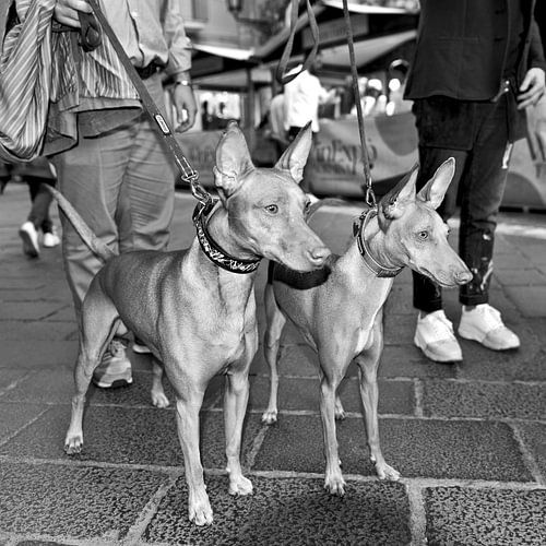 Siciliaanse Cirneco dell'Etna op het piazza in Taormina - monochroom