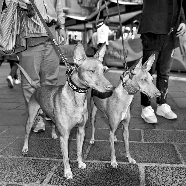 Sizilianischer Cirneco dell’Etna auf der Piazza in Taormina - monochrom von Silva Wischeropp