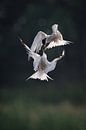 disagreement by Bart Hardorff thumbnail