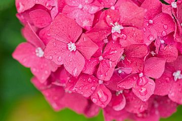 pink hydrangea by C. Nass