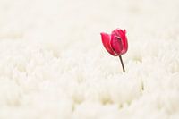 Eenzaam rood