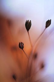 Macro - Paint the silence