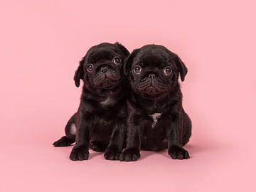 Pug puppies by Elles Rijsdijk