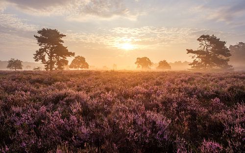 Loonse en Drunense Duinen in bloei