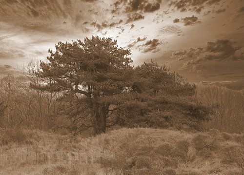 Tree in Zeeland in sepia.