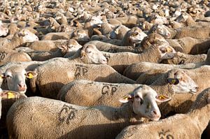 Moutons sur Liesbeth Govers voor Santmedia.nl