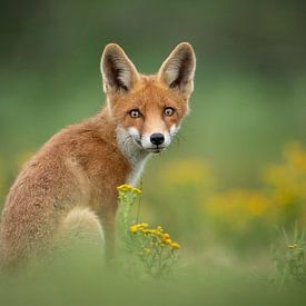 Champ de fleurs de renard sur Isabel van Veen