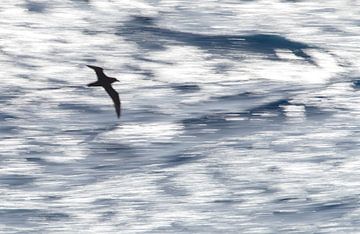 White-chinned Petrel (Procellaria aequinoctialis) by AGAMI Photo Agency