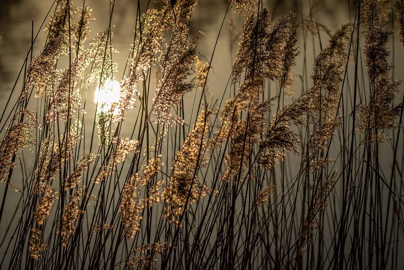 golden light by Hetwie van der Putten