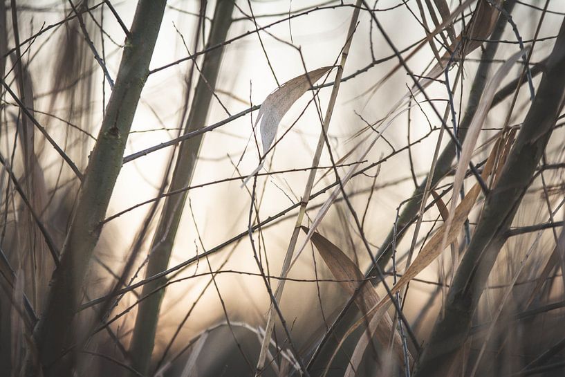 Sunset closeup by Marjolijn Barten