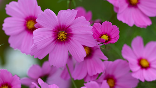 Blumen