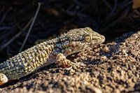Ein Wandgecko auf einem warmen Felsen mit Moos.