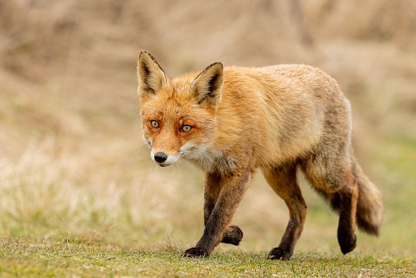 Ein Fuchs auf Nahrungssuche von Rene van Dam
