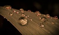 Drops