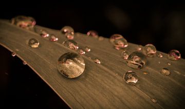 Drops sur Jeroen Hagedoorn