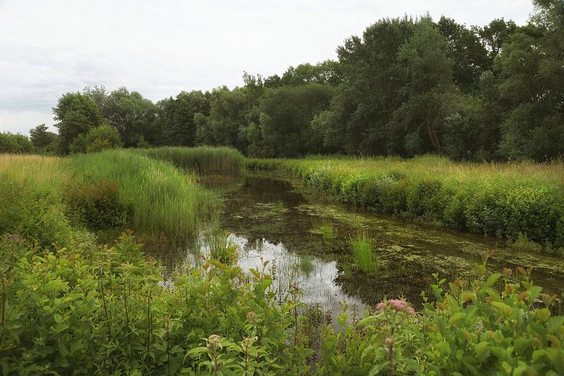 Neffelbachaue von Dieter Beselt