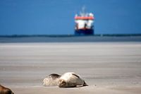 Sandbank  mit Dichtungen auf dem Watt