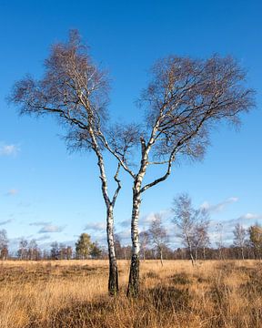 Birkenbäume im Peel von Ridder van Doorne
