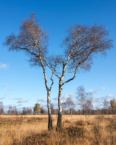 Bouleaux dans la région de Peel