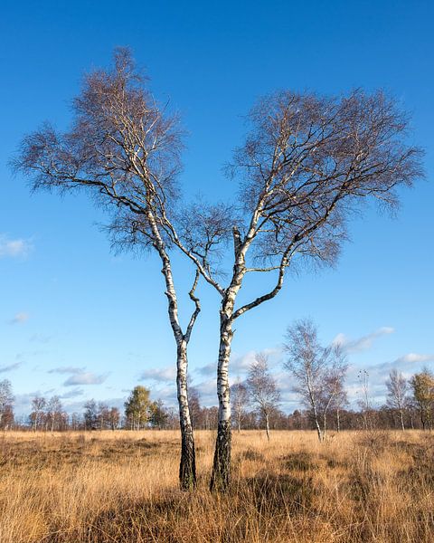 Birch trees in the Peel by Ridder van Doorne