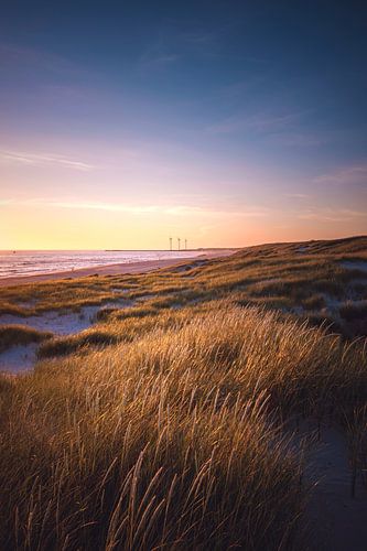 Dune landscape near Hvide Sande