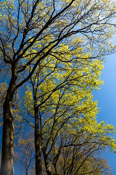 groene bomen tegen een blauwe lucht in de lente van Eline Oostingh