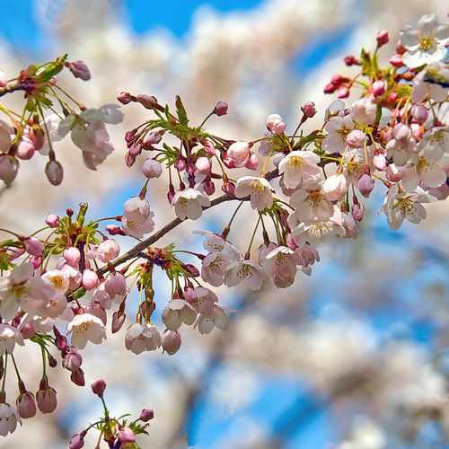 Japanse Kersen Bloesem (Sakura)