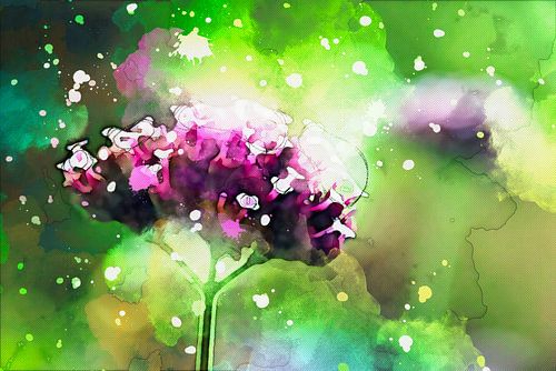 Verbena bonariensis - Verbena