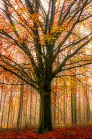 Autumn tree