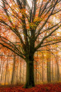 Herbstbaum von Thomas Jansen