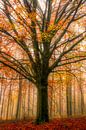 Autumn tree van Thomas Jansen thumbnail