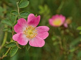 Gros plan d'une églantine rose