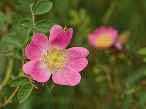 Nahaufnahme einer rosa Hundsrose