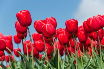 Champ de tulipes rouges sur Rob Donders Beeldende kunst
