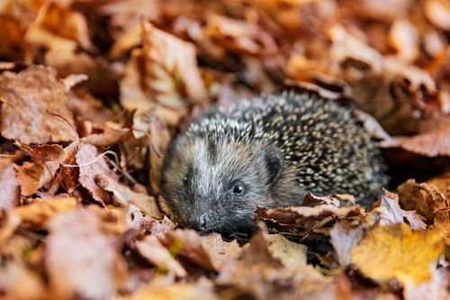 Europese egel (Erinaceus Europaeus) slapend in herfstbladeren